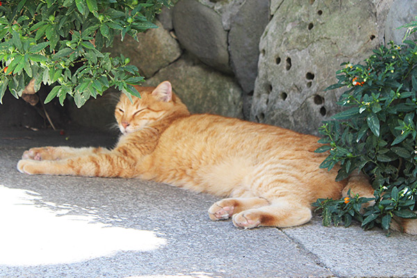 猫 を 轢き そう に なっ た スピリチュアル