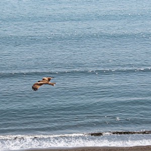 鳥と海