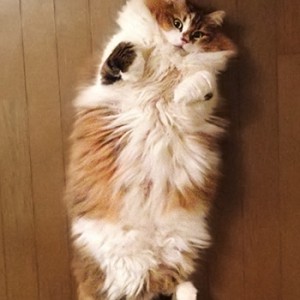 アイちゃん眠りのポーズ