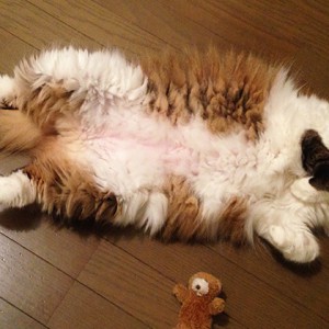 仰向けアイちゃん