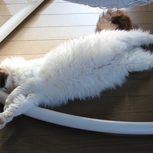 朝のみるくちゃん