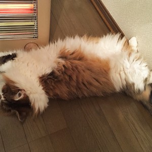 アイちゃん