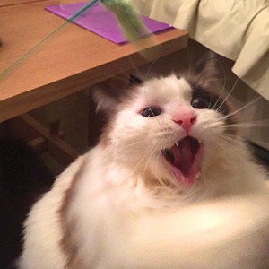 盛り上がりみーちゃん