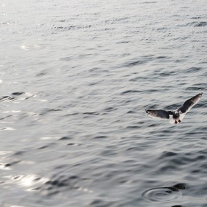 カモメと海