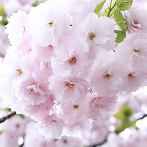 2015/04/12の桜