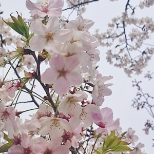 16/03/31の桜