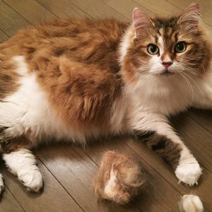 アイちゃんと毛玉