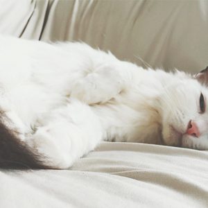 2016/05/25みーちゃん