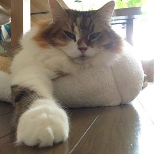 アイちゃんと冬用ベッド