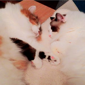 今日のにゃんず