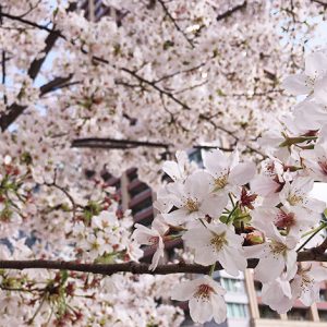 桜2017