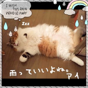 雨って良いよね アイちゃん