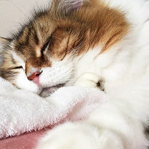 アイちゃん