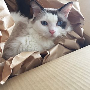 箱クラブ活動