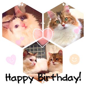 にゃんずお誕生日