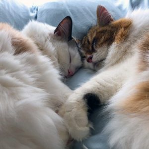 アイちゃんとみーちゃん