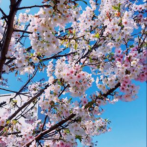 桜2018